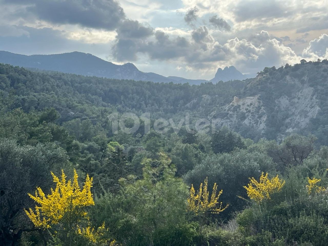 IN GIRNE, DORF KARAAĞAÇ, 2 Donum + 1 Evlek äquivalentes Grundstück, Zonenstatus 35 %, ÖFFENTLICHE STRAßE VERFÜGBAR. Doğan BORANSEL: +90-5338671911