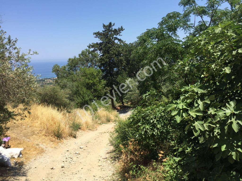 Beautiful plot with excellent sea views-uninterruptable SEA views- Both  PRIVATE  and/or COMMERCAL plot 90% Building permission  : DOĞAN BORANSEL 0533-8671911