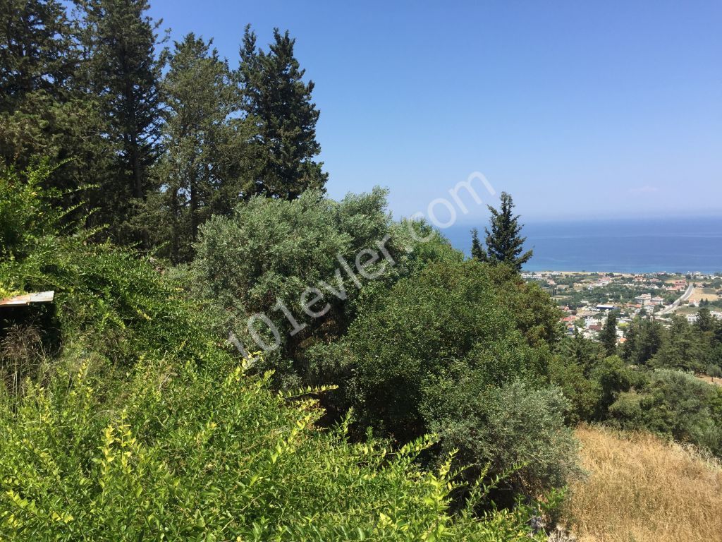 Beautiful plot with excellent sea views-uninterruptable SEA views- Both  PRIVATE  and/or COMMERCAL plot 90% Building permission  : DOĞAN BORANSEL 0533-8671911