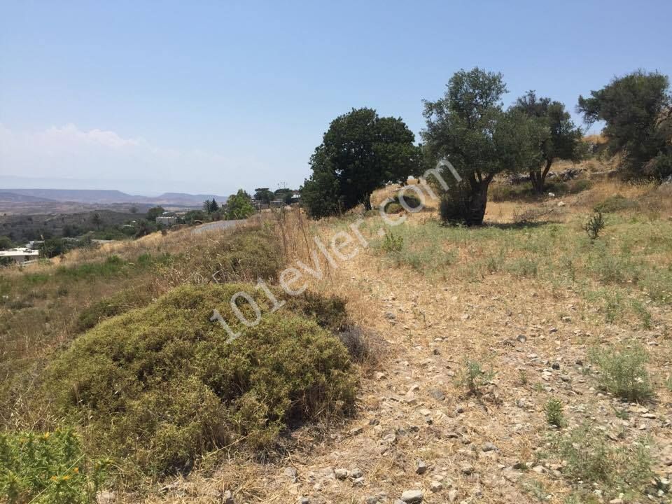 KYRENIA AKCICEK AREA LAND WITH OUTSTANDING VIEWS NEAR THE FOREST LAND- OPEN TO BUILD FASIL 96 LAW-  BROKER : DOĞAN BORANSEL 0533-8671911