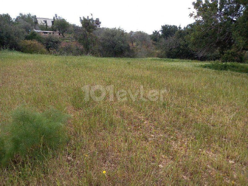 In Sipahi, within the village, 5 decares of land, open for development, with an old house, Electricity, road and water, Olive and Almond trees, Water well, suitable for all kinds of investments, is for sale.