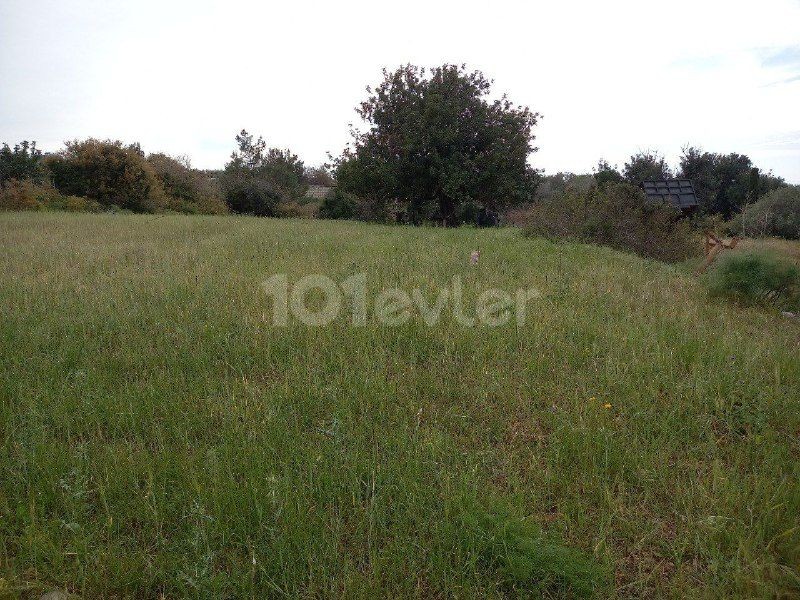 In Sipahi, within the village, 5 decares of land, open for development, with an old house, Electricity, road and water, Olive and Almond trees, Water well, suitable for all kinds of investments, is for sale.