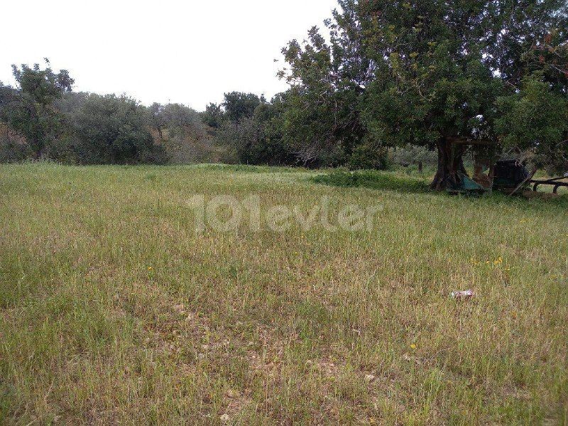 In Sipahi, within the village, 5 decares of land, open for development, with an old house, Electricity, road and water, Olive and Almond trees, Water well, suitable for all kinds of investments, is for sale.