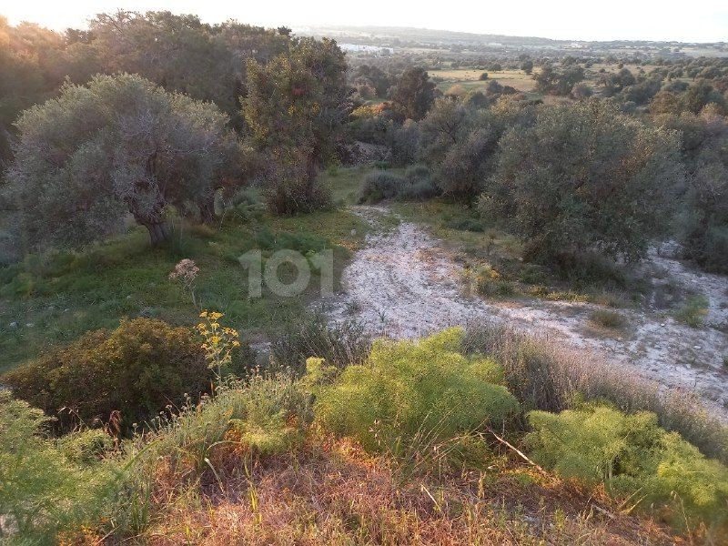 خانه پیش ساخته 2+1 دو نفره در روستای سپاهی در باغ 4 ساختمانی بدون مبله. چاه آب با سیستم غوطه وری فعال و نصب شده ذخیره سازی مناسب برای انواع سرمایه گذاری به فروش می رسد.