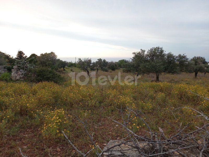 In Sipahi, on the side of the main road in the village, open to development without electricity and water problems, facing the sea is for sale.