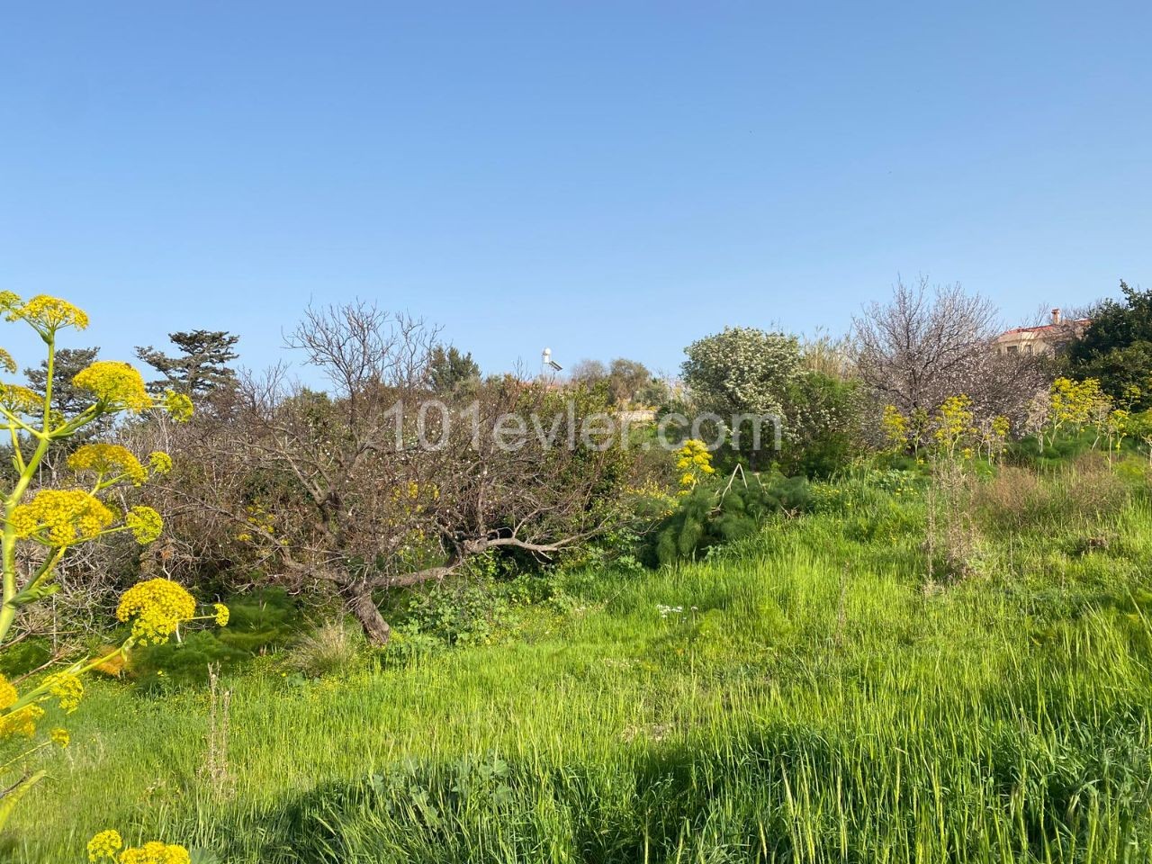 1 Decare Land For Sale In The Village In Girne Esentepe 44000 Stg ** 