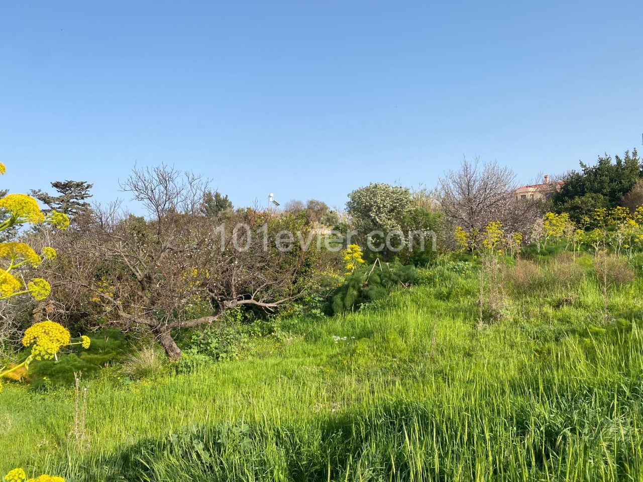 1 Decare Land For Sale In The Village In Girne Esentepe 44000 Stg ** 