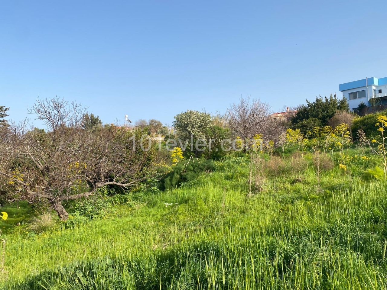 1 Hektar Land Zum Verkauf In Kyrenia Esentepede Dorf 44000 Stg ** 