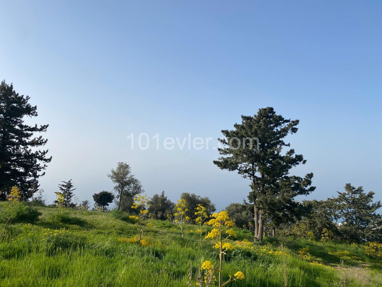 1 Decare Land For Sale In The Village In Girne Esentepe 44000 Stg ** 