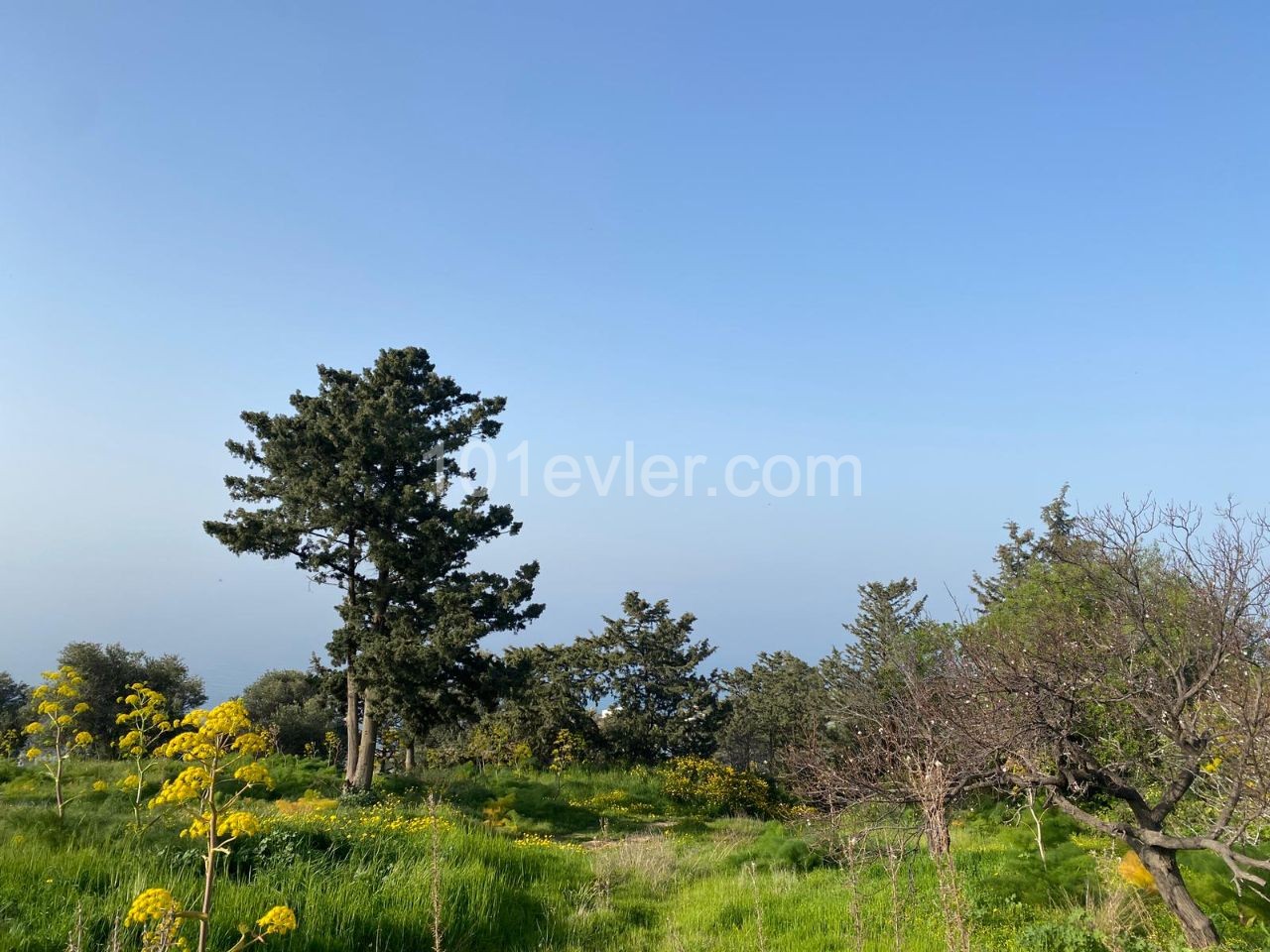 1 Hektar Land Zum Verkauf In Kyrenia Esentepede Dorf 44000 Stg ** 