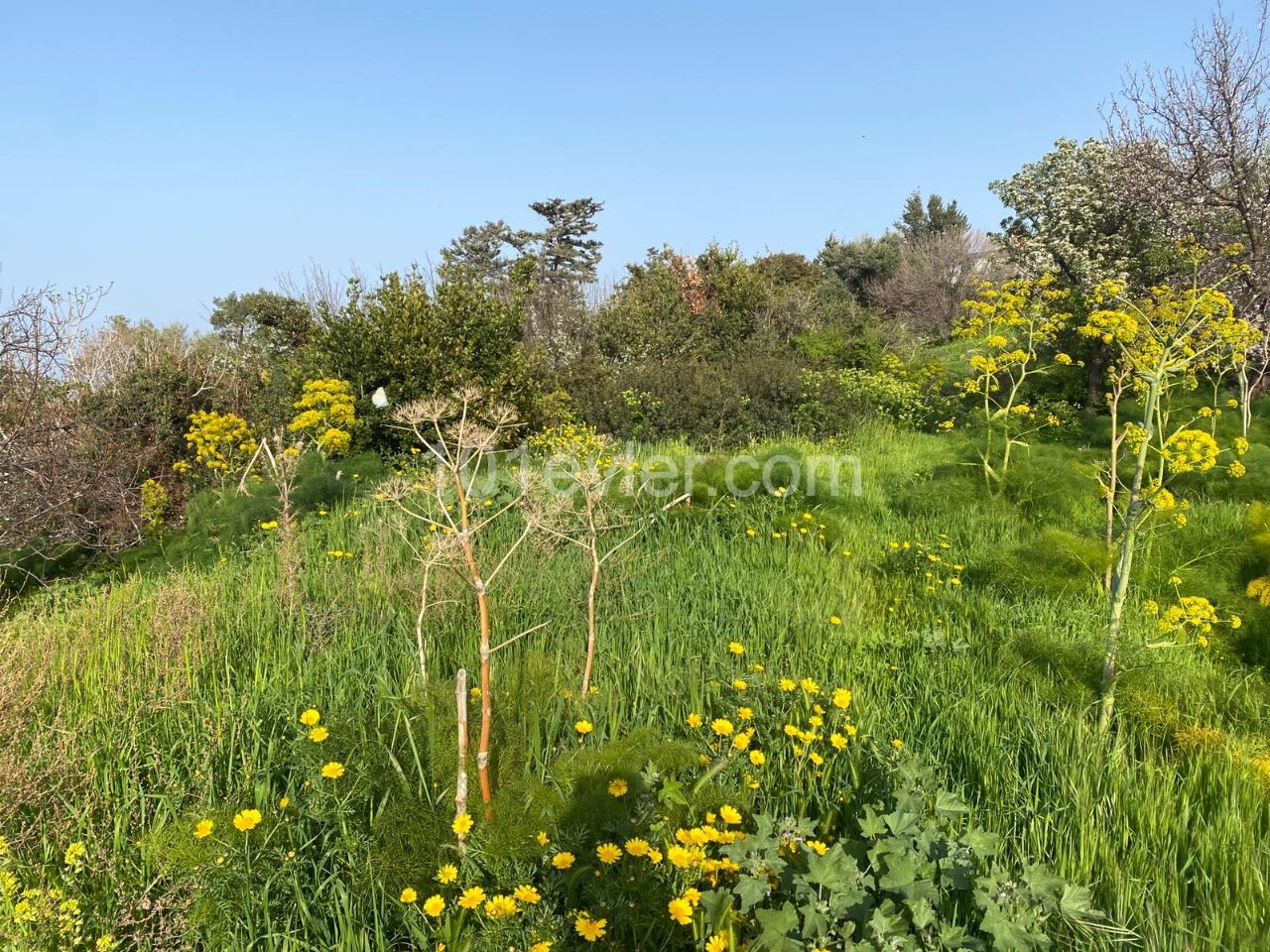 1 Hektar Land Zum Verkauf In Kyrenia Esentepede Dorf 44000 Stg ** 