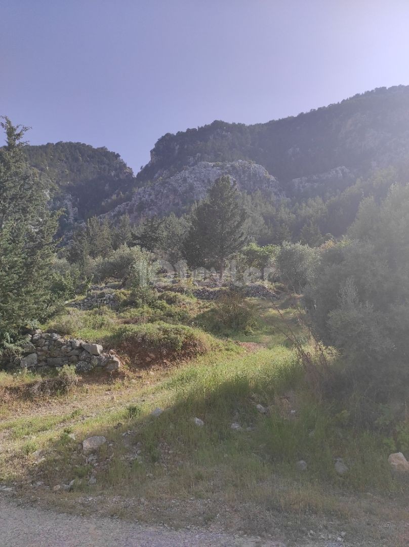 Eagle&#39;s Nest in Lapta Baspinar total 89,000gbp ** 