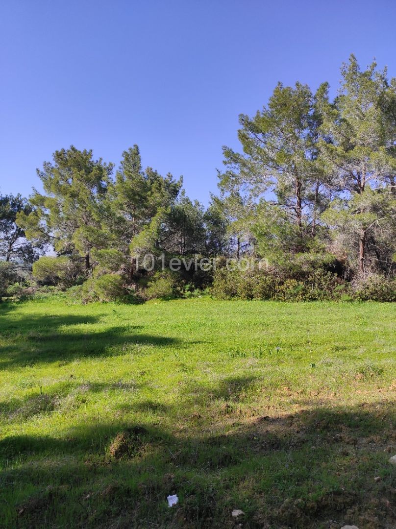 A secret land among the pines on the hillside ** 