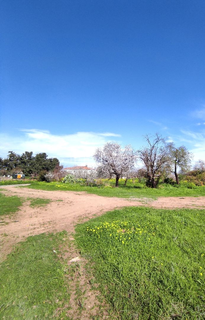 On the Çatalköy Olivetree Main Road, the land with construction in Köyiçi is For Sale ** 