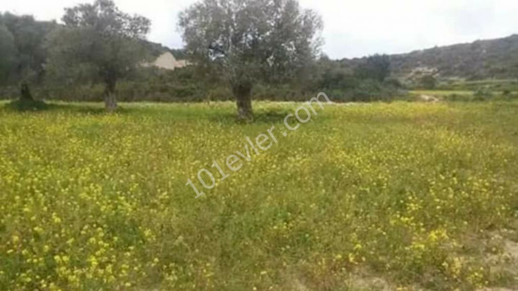 Residential Zoned Plot For Sale in Dipkarpaz, Iskele