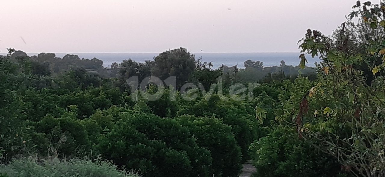 ZUM VERKAUF VOM EIGENTÜMER BAGLIKÖY 5 HEKTAR, GRUNDSTÜCK QUALIFIZIERT KÖNIG GARTEN. BLICK AUF DIE BERGE UND DAS MEER. 1 KM VOM STRAND UND DER UNIVERSITÄT LEFKE ENTFERNT. MACH EIN HAUS, SETZ DICH HIN ODER MIETE EIN WOHNHEIM. ES GIBT WASSER, STRAßE, STROM. 27.000 STG. TEL: 05428601595 ** 