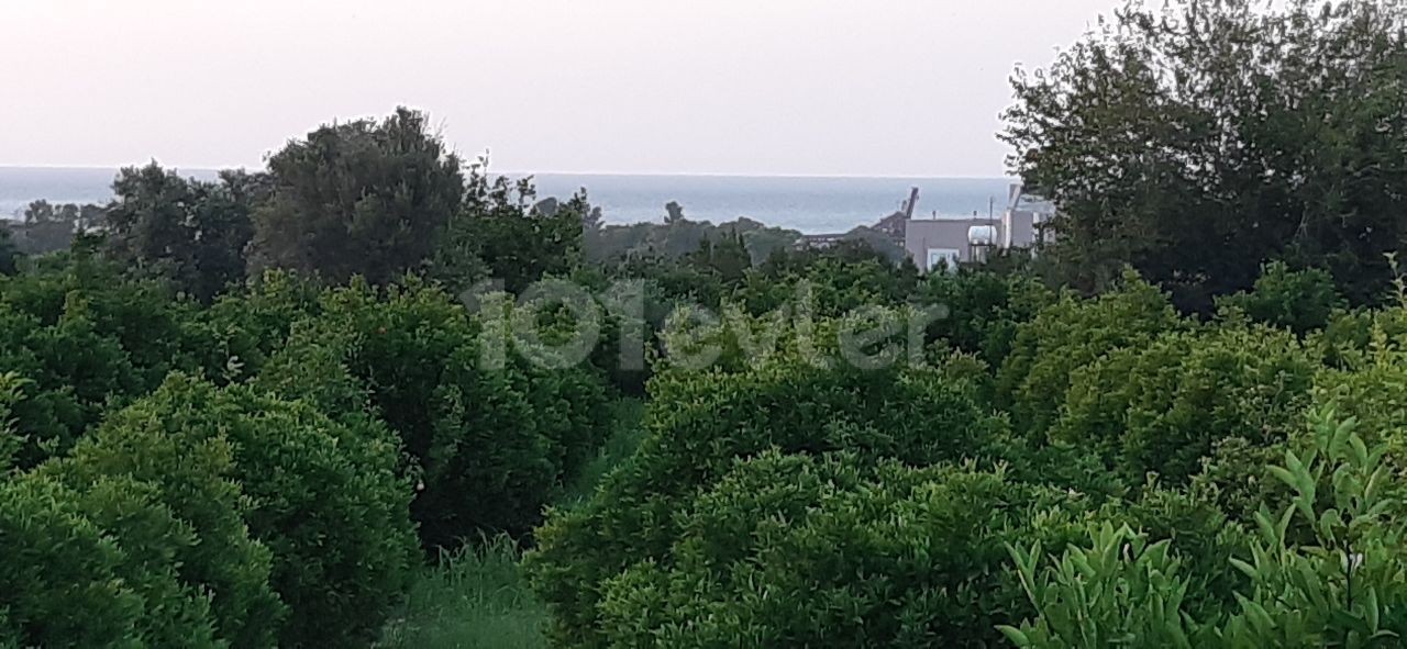 5 Decares OF LAND IN BAĞLIKÖY FOR SALE FROM THE OWNER, KING'S GARDEN QUALIFIED. MOUNTAIN AND SEA VIEWS. IT IS LOCATED 1 KM FROM THE BEACH AND LEFKE UNIVERSITY. MAKE A HOUSE, SIT DOWN, MAKE A DORMITORY, RENT IT. THERE IS WATER, ROADS, ELECTRICITY. 27000 STG ACRES. TEL: 05428601595 ** 