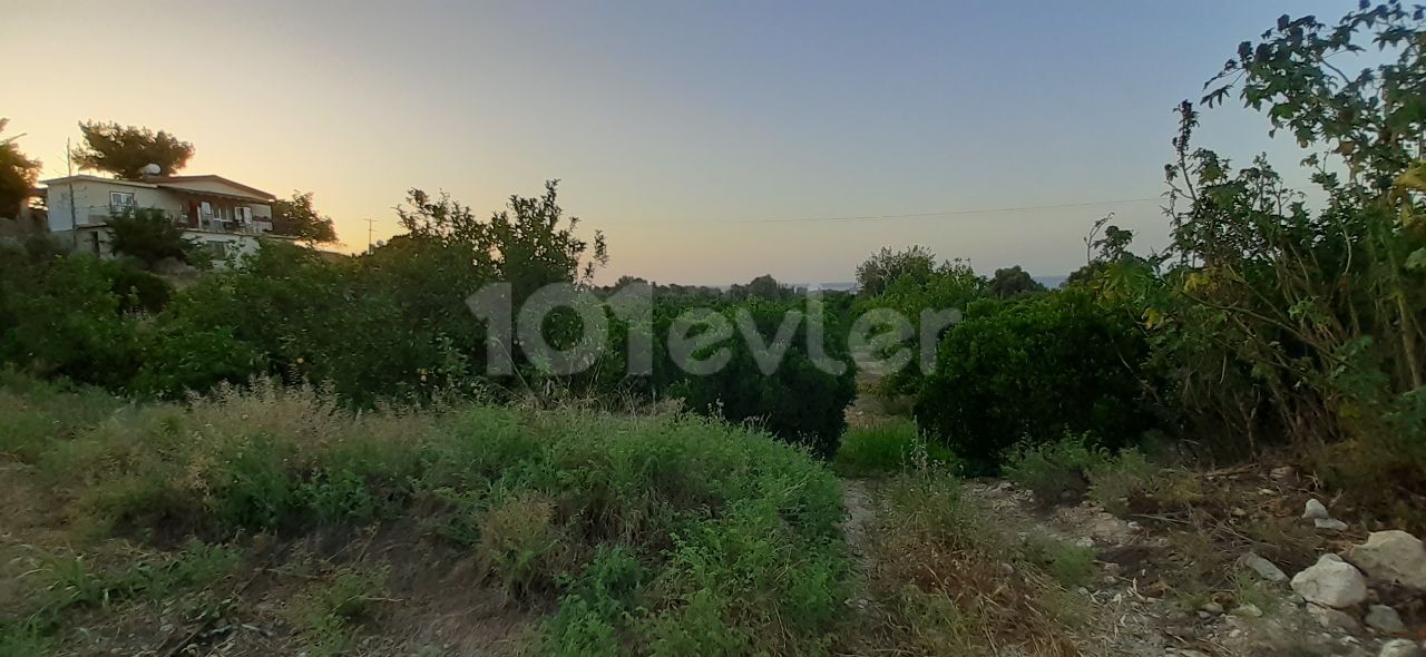 5 Decares OF LAND IN BAĞLIKÖY FOR SALE FROM THE OWNER, KING'S GARDEN QUALIFIED. MOUNTAIN AND SEA VIEWS. IT IS LOCATED 1 KM FROM THE BEACH AND LEFKE UNIVERSITY. MAKE A HOUSE, SIT DOWN, MAKE A DORMITORY, RENT IT. THERE IS WATER, ROADS, ELECTRICITY. 27000 STG ACRES. TEL: 05428601595 ** 