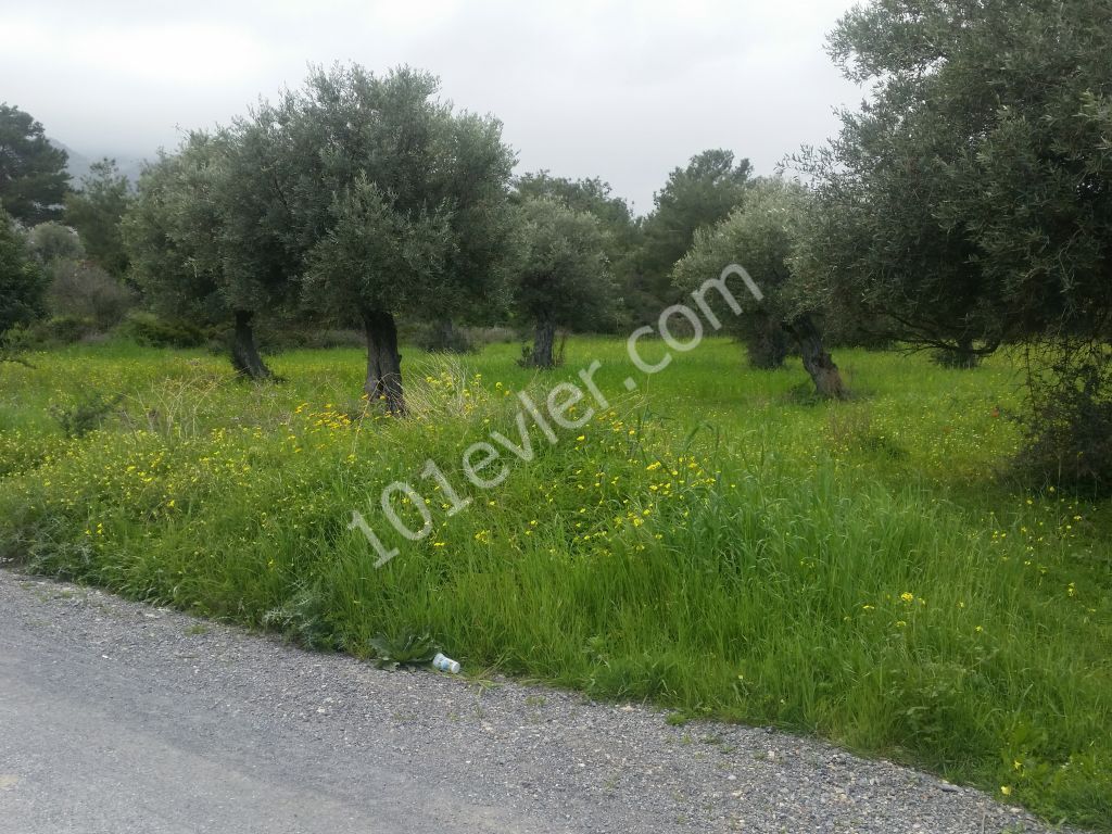 منطقه مسکونی برای فروش in Çatalköy, گیرنه