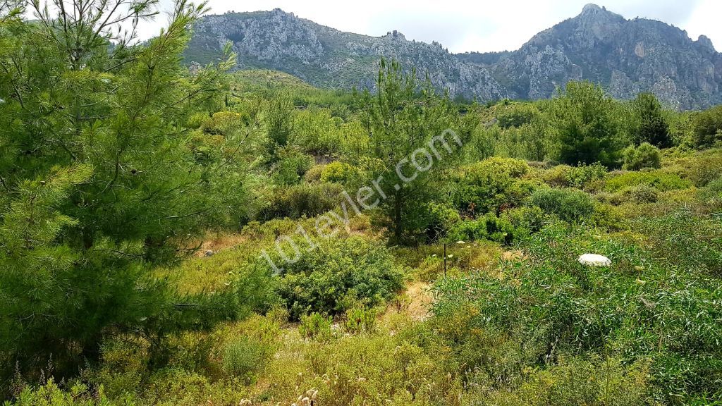 Girne Karmi Bölgesinde 1 Donum İçerisinde Satılık Arsa 135000 STG 