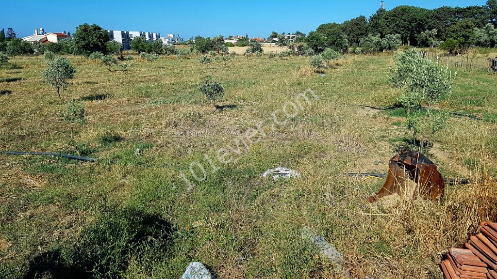 Girne Karşıyaka'da 7 Dönüm Ve 14 Dönüm Satılık Arsa 385000 STG