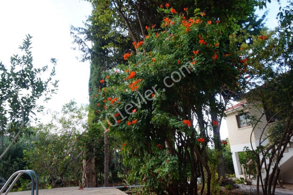 3+1 villa with 1 Donum land in Lapta