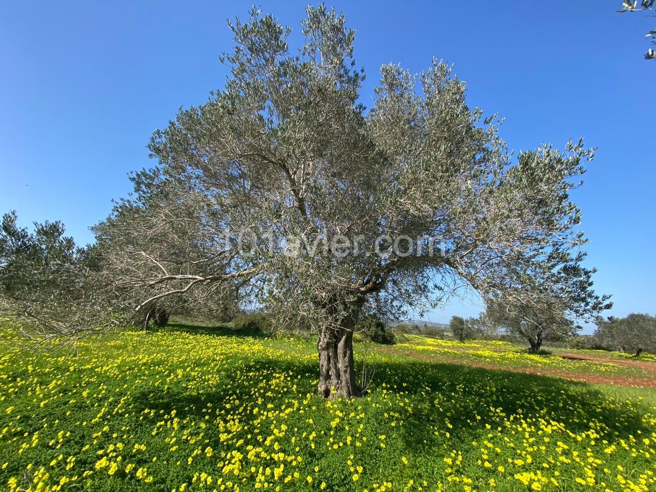 ساختمان ناتمام برای فروش in Mehmetçik, ایسکله