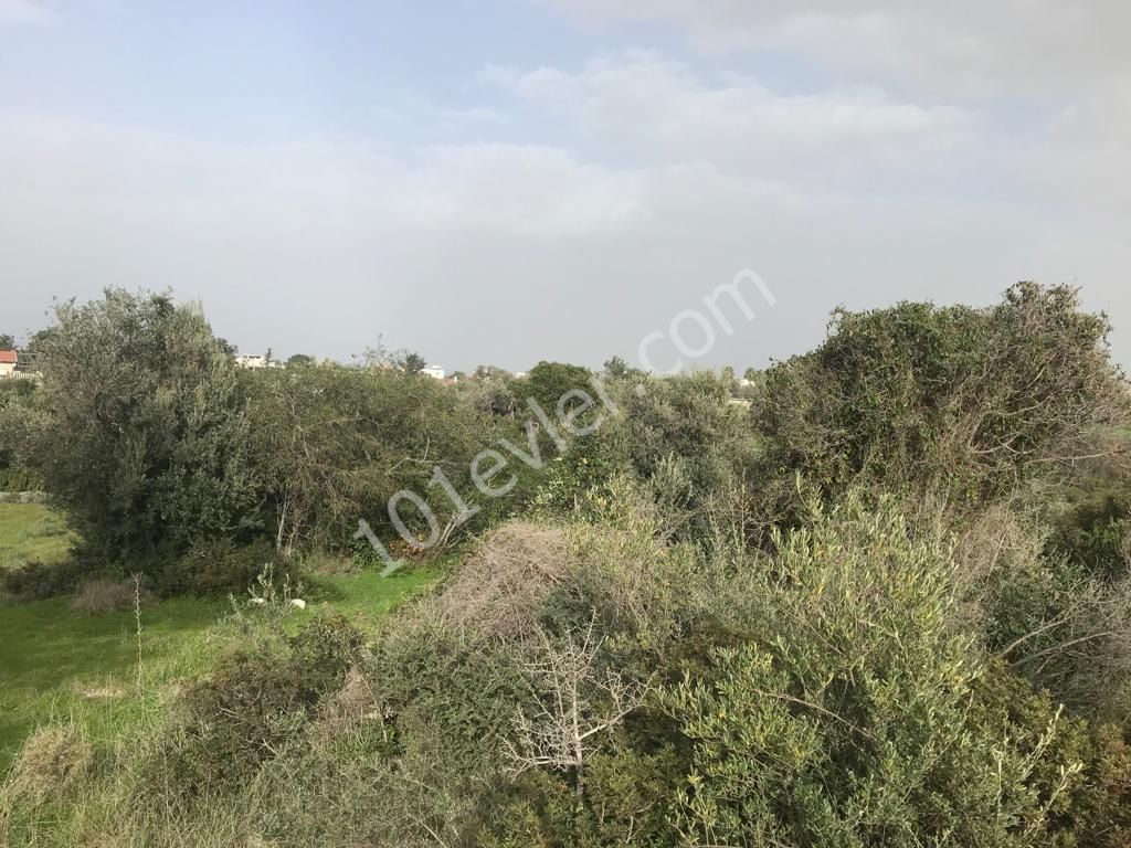 Girne Ozanköy Üst Yolu Üzerinde 1896 m2 Satılık Arazi 150000 STG