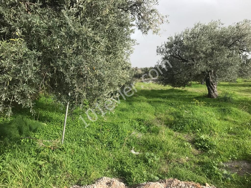 Girne Ozanköy Üst Yolu Üzerinde 1896 m2 Satılık Arazi 150000 STG