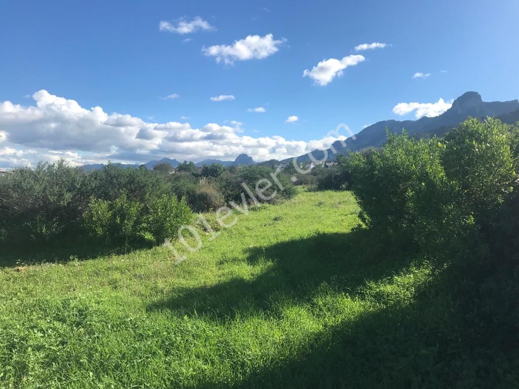 Ozanköy Çatalköy Üst Yolu Üzerinde 3262m2 Satılık Arazi 220000 STG