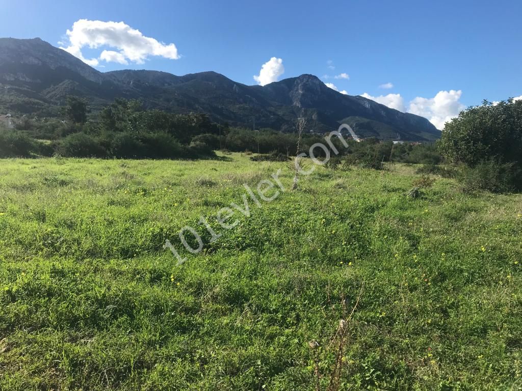 Ozanköy Çatalköy Üst Yolu Üzerinde 3262m2 Satılık Arazi 220000 STG