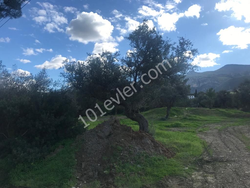 Girne Beylerbeyi 3 Dönüm 3 Evlek 1800 Ay2 Satılık Arazi 220000 STG