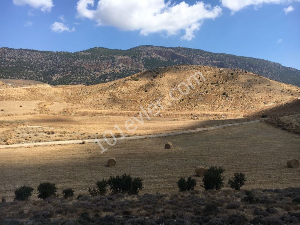 Girne Pınarbaşın'da 35 dönüm 2 Evlek Türk Malı Satılık Tarla Dönümü 6000 STG