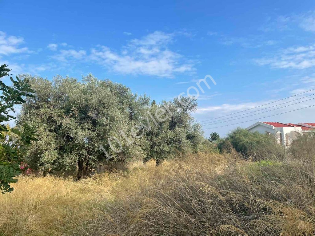 LAND FOR SALE IN KYRENIA BEYLERBEYI 135 dec000 STG ** 