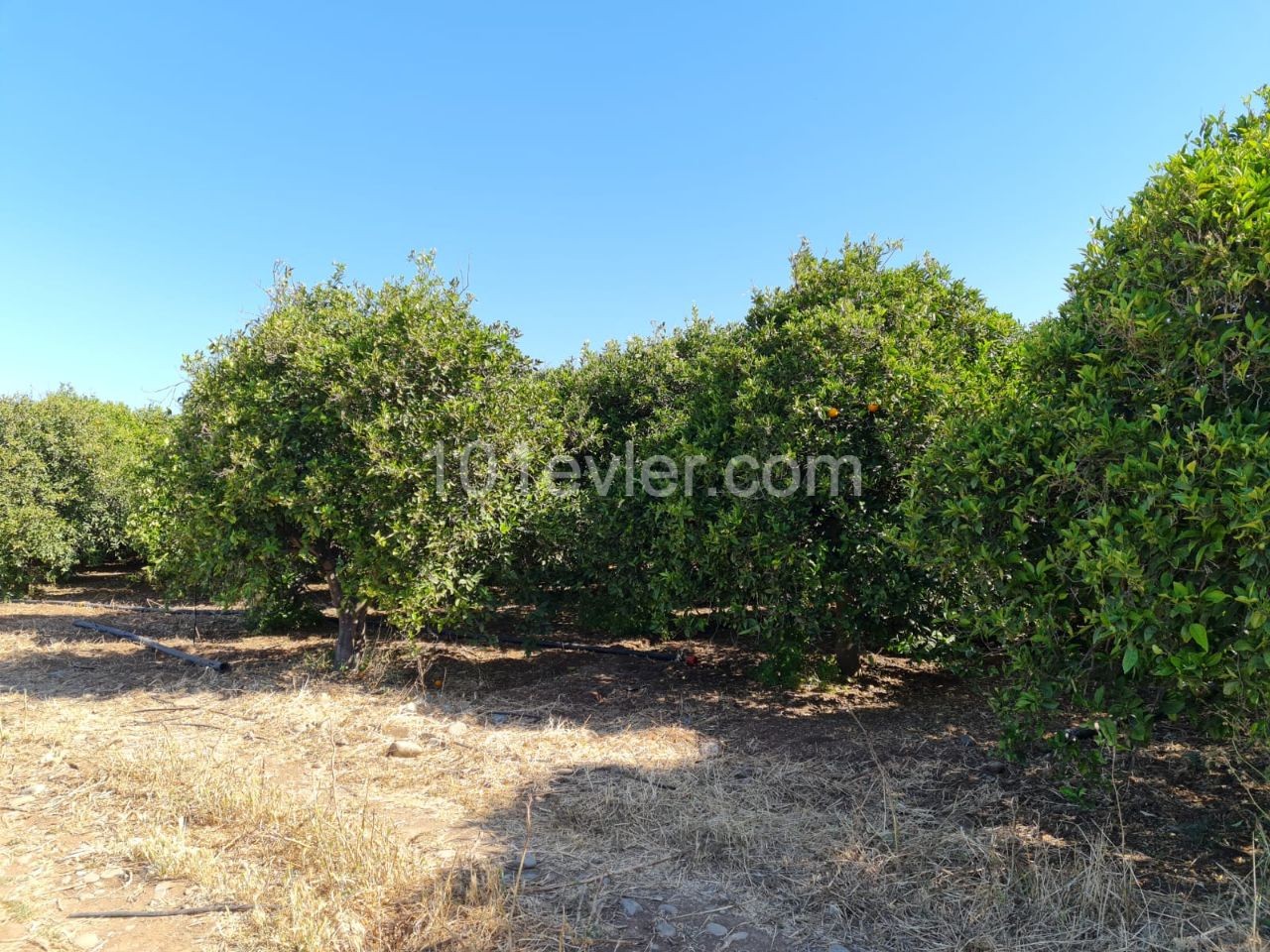 Close to 4 Acres of Garden for Sale in Güzelyurt Güneşköy 35,000 STG ** 