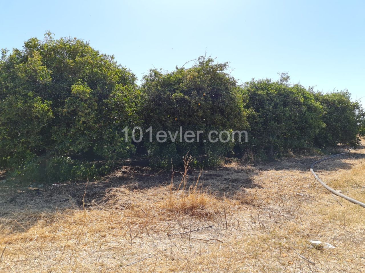 Close to 4 Acres of Garden for Sale in Güzelyurt Güneşköy 35,000 STG ** 