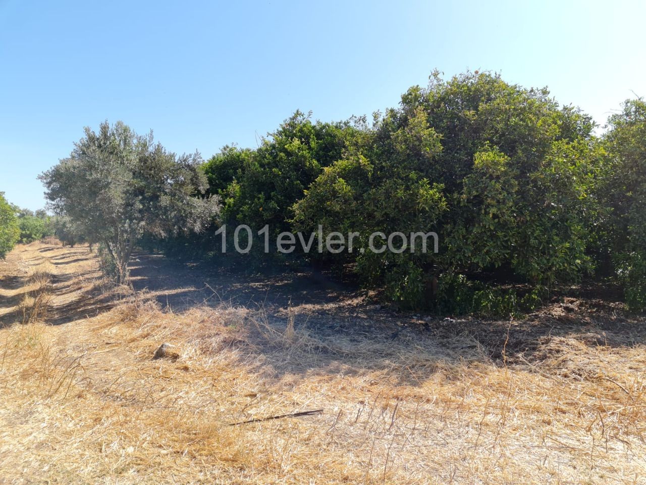 4 Hektar Garten in der Nähe von Güzelyurt Sonnenköy zu verkaufen 35,000 STG ** 