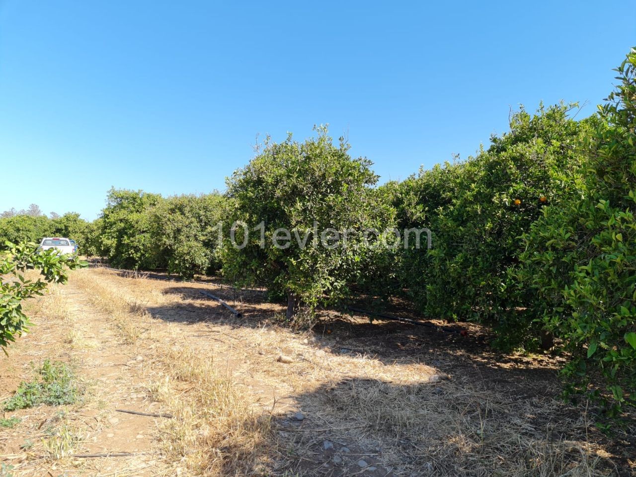 Close to 4 Acres of Garden for Sale in Güzelyurt Güneşköy 35,000 STG ** 