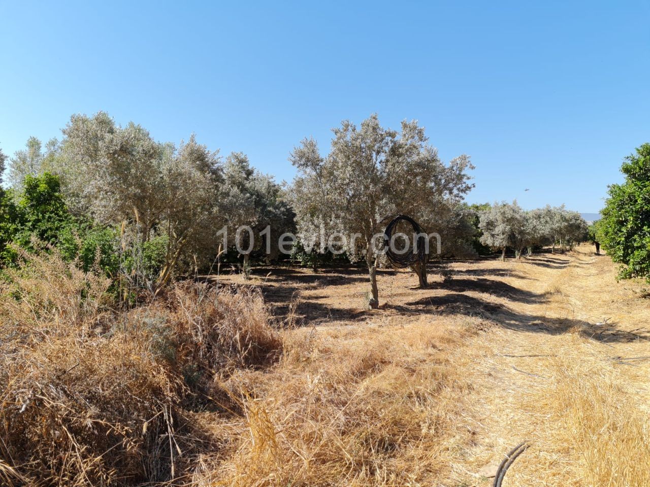 4 Hektar Garten in der Nähe von Güzelyurt Sonnenköy zu verkaufen 35,000 STG ** 