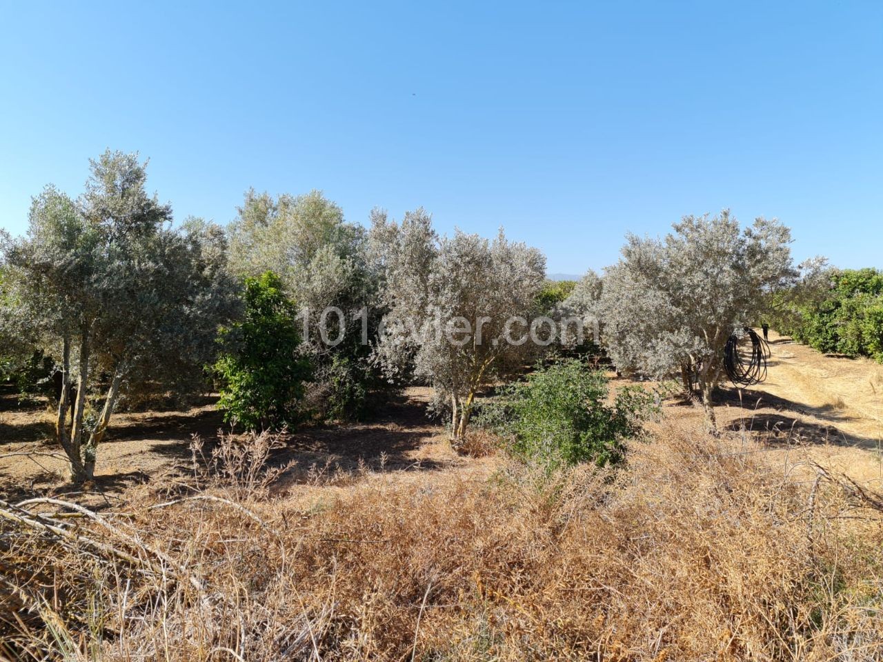 Close to 4 Acres of Garden for Sale in Güzelyurt Güneşköy 35,000 STG ** 