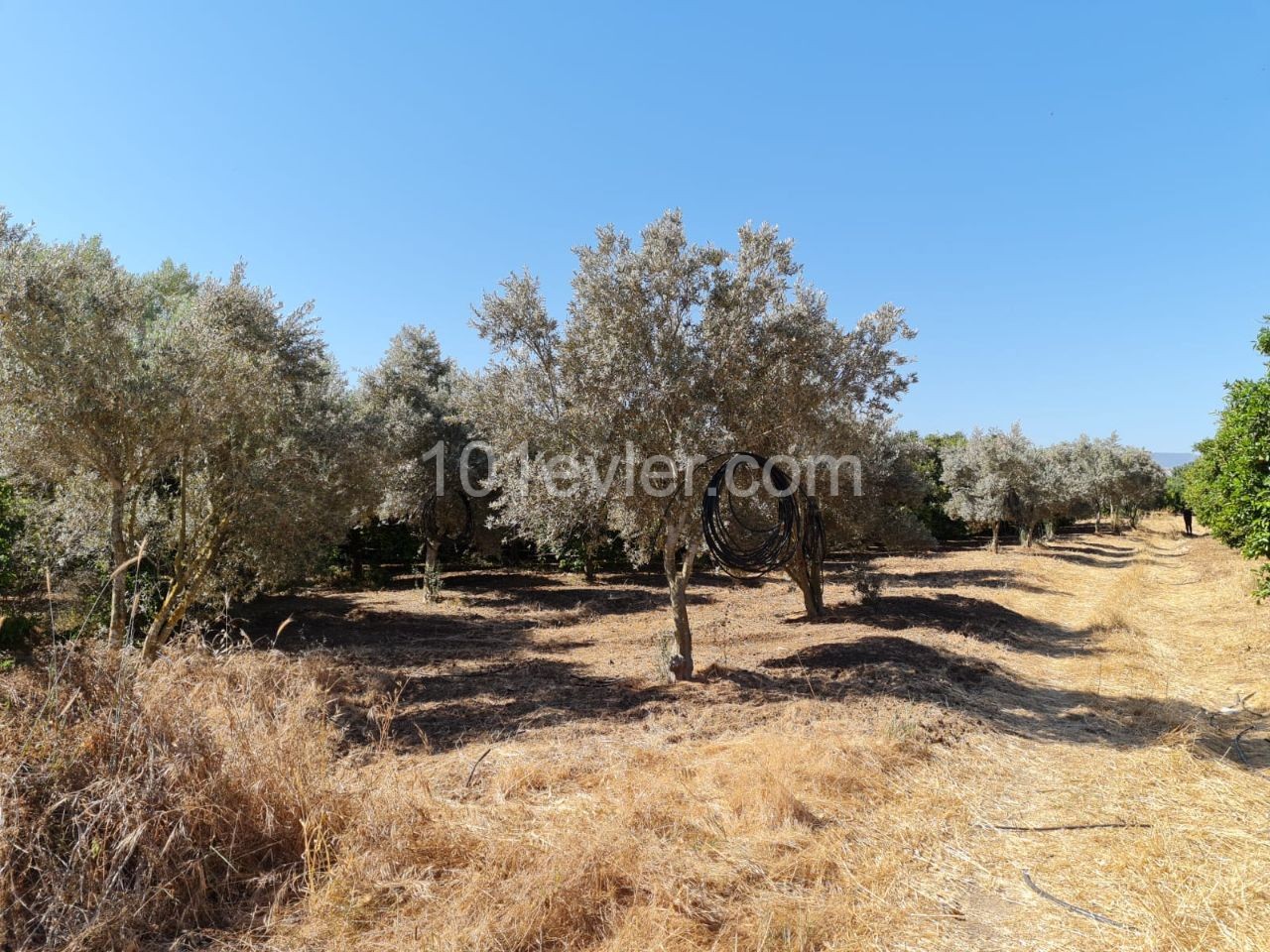 Close to 4 Acres of Garden for Sale in Güzelyurt Güneşköy 35,000 STG ** 