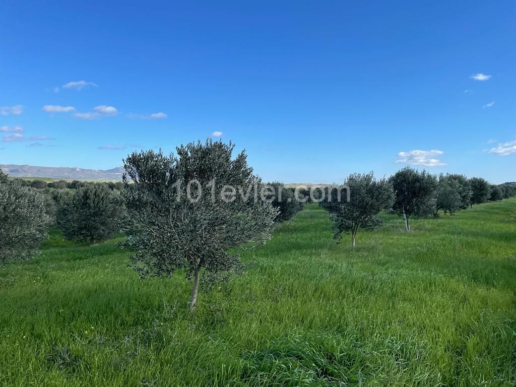 Land For Sale On Iskele Ring Road ** 