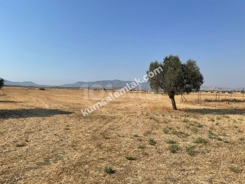 Land of 26255.75 m2 for sale in Famagusta Geçitkale