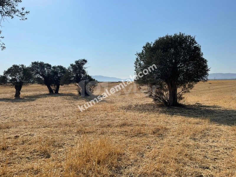 Land of 26255.75 m2 for sale in Famagusta Geçitkale