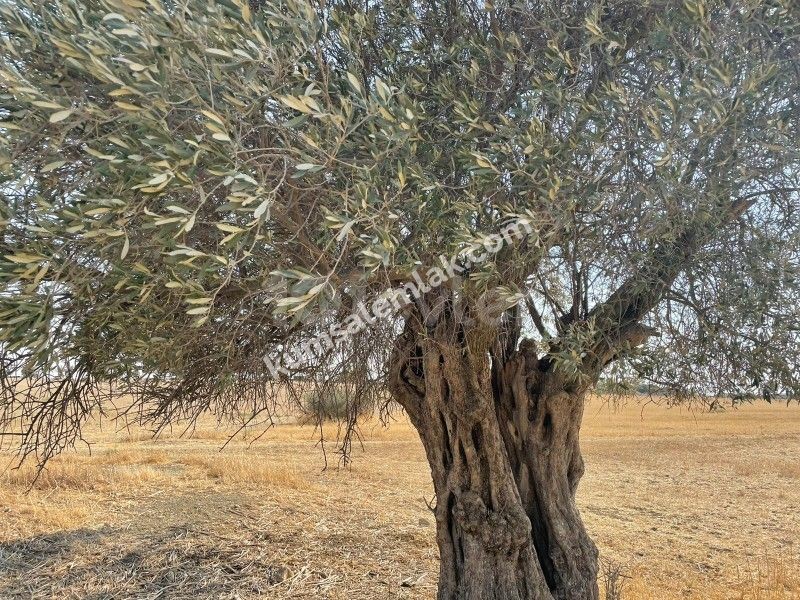 Land of 26255.75 m2 for sale in Famagusta Geçitkale