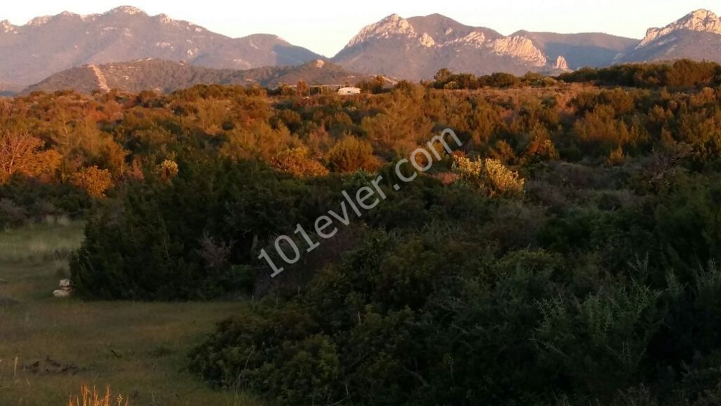 رشته برای فروش in İskele Merkez, ایسکله