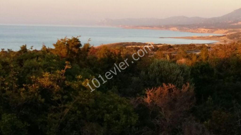 رشته برای فروش in İskele Merkez, ایسکله