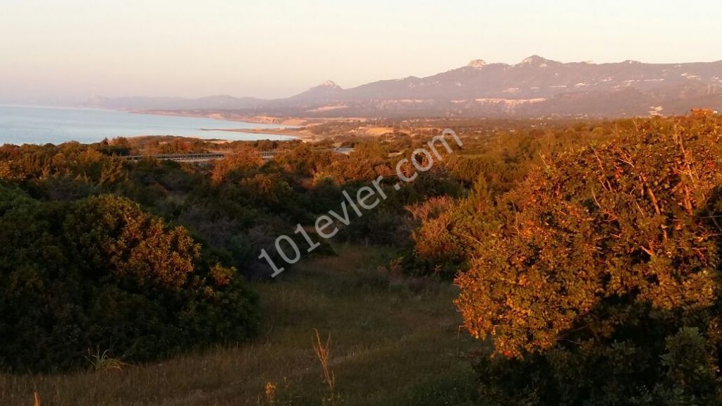 رشته برای فروش in İskele Merkez, ایسکله