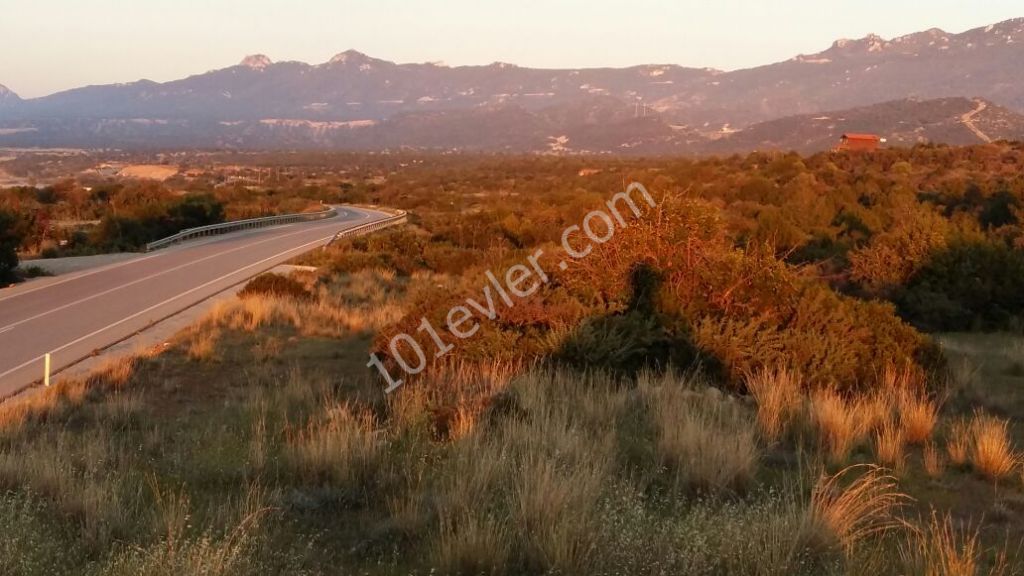 رشته برای فروش in İskele Merkez, ایسکله