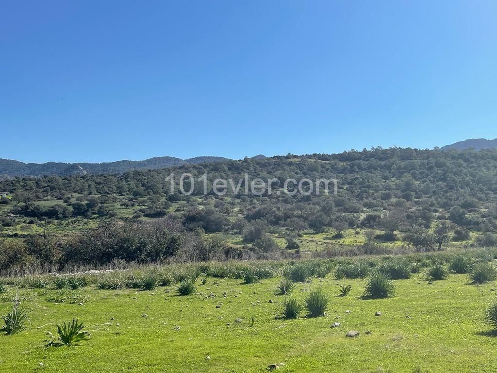 10 Donum Plot of Land in Bahceli